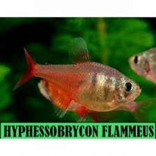 HYPHESSOBRYCON FLAMMEUS, tetra llama rojo