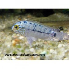 APISTOGRAMMA BORELLI  AZUL (3-4 CM)