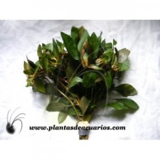 Ludwigia palustris red