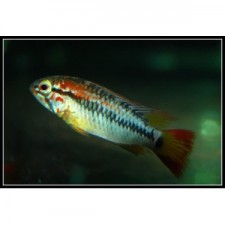 Apistogramma macmasteri