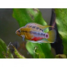 Apistogramma hongsloi Form II. 6 cm (pareja)