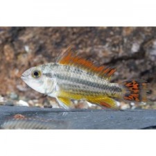 Apistogramma cacatuoides "doble Red"