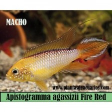 Apistogramma agassizii Fire Red MACHO