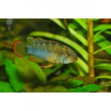 APISTOGRAMMA NIJSSENI 4 cm adultos (pareja)