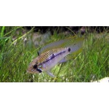 APISTOGRAMMA STEINDACHNERI