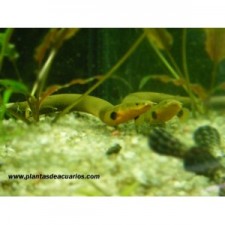 Calamita- pez serpiente 16 cm