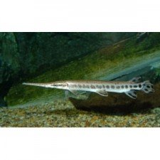 Lepisosteus oculatus 7 cm