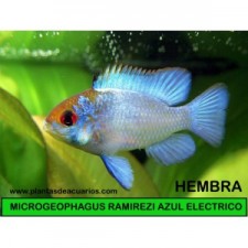 Apistogramma ramirezi azul electrico HEMBRA