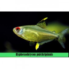 Hyphessobrycon pulchripinnis-Tetra limón