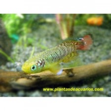 Nothobranchius foerschi (Pareja)