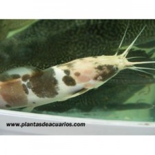 Clarias Batrachus 16 cm