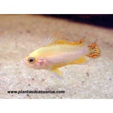 Apistogramma cacatuoides  Gold