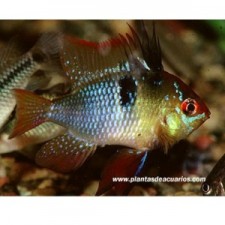 Papiliochromis ramirezi German Blue