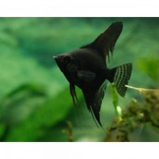 Pterophyllum scalare Black 4 cm