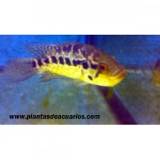 Parachromis managuensis 20 cm