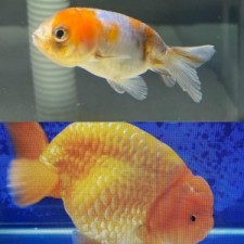 Ranchu naranja o calico 6 cm