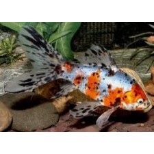 SHUBUNKIN  surtido 14  cm