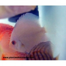 Pez Disco zafiro 7 cm
