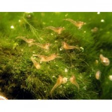 Gamba neocaridina red cherry ( 2 unid )