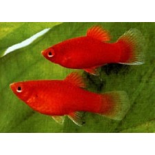 Platy coral red