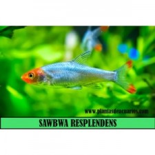 SAWBWA RESPLENDENS. PRINCIPE BRILLANTE