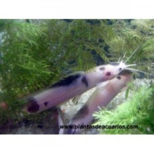 Clarias mármol/albino 6 cm