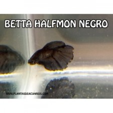 Betta halfmoon negro grisaceo