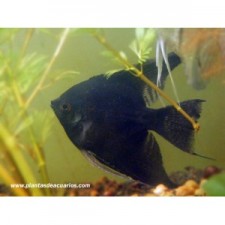 Escalar negro 9-10 cm