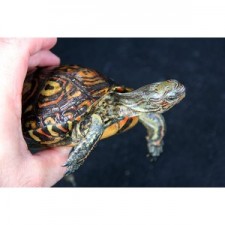 Rhinoclemys p. Mannii - Tortuga .terrestre pintada