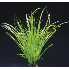 Cyperus helferi