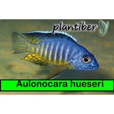 Aulonocara hueseri