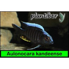 Aulonocara kandeense