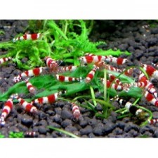 caridina crystal red lote 10 unid