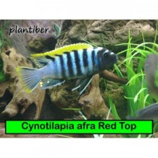 Cynotilapia afra Red Top 4-5 cm