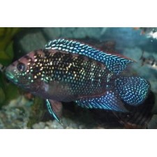 Cichlasoma Octofasciatum 6 cm