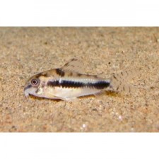 Corydora Habrosus