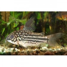 Corydoras napoensis