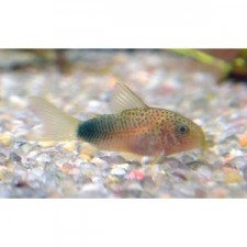 Corydoras similis