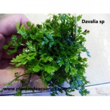 Davallia sp