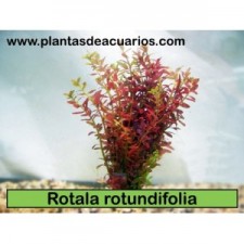 Rotala rotundifolia red sumergida