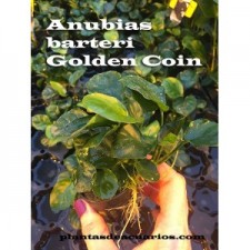 Anubias barteri Golden Coin