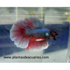 Betta halfmoon tricolor