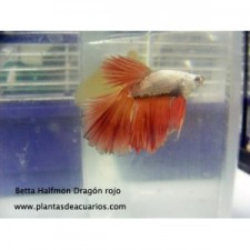 Betta halfmoon dragón rojo