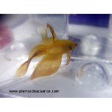 Betta splendens amarillo