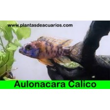 Aulonocara calico 4-5 cm