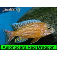 Aulonocara Red Dragoon 5 cm