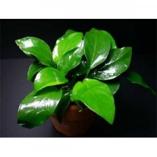 Anubias nana (6unid) 3,33€/unid