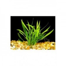 Echinodorus tenellus Premium (6unid) 2,50€/unid