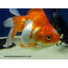 Pez Ryukin Bicolor 12 cm