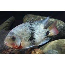 Vieja Maculicauda 4 cm